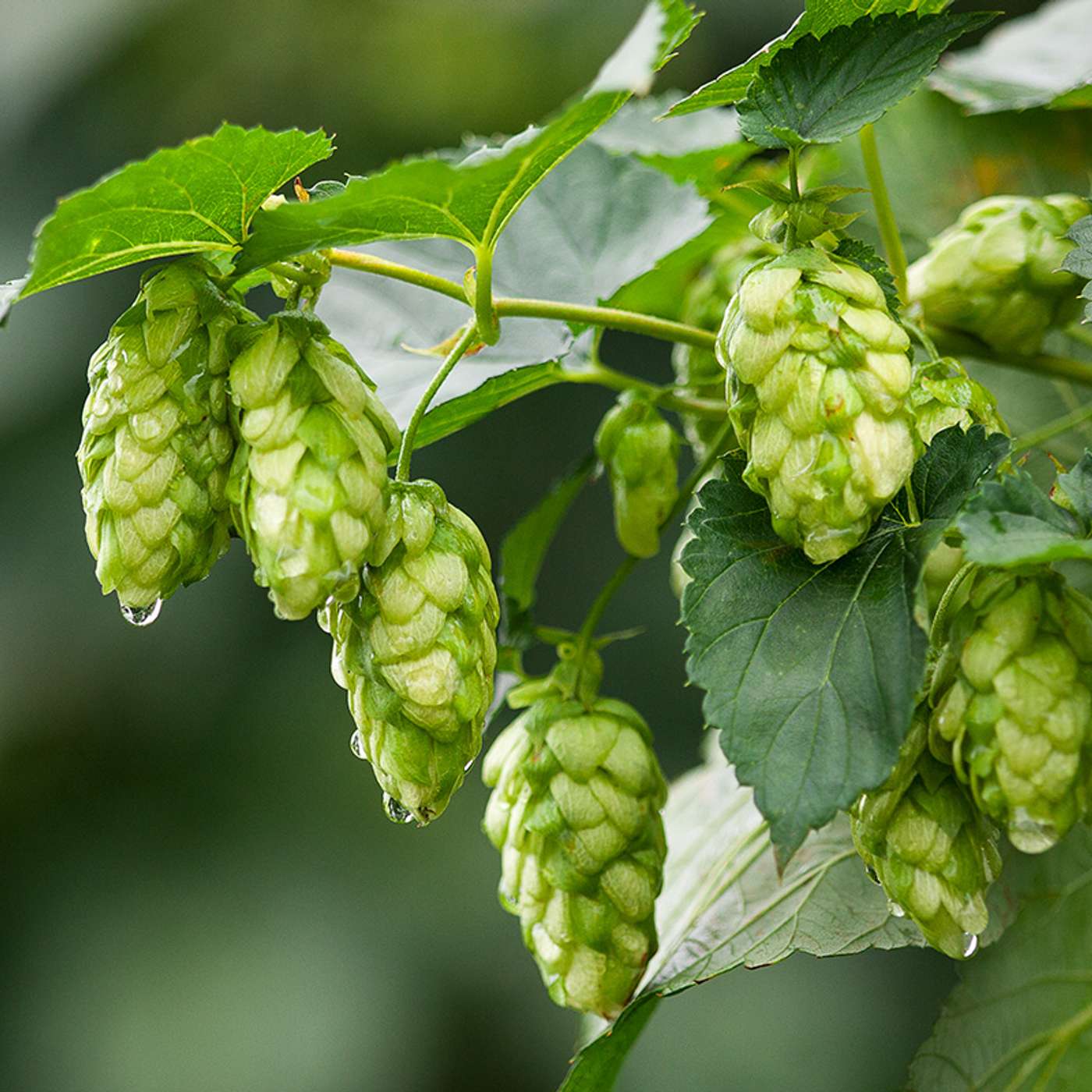 Episode 68: The 2025 North American Hop Report