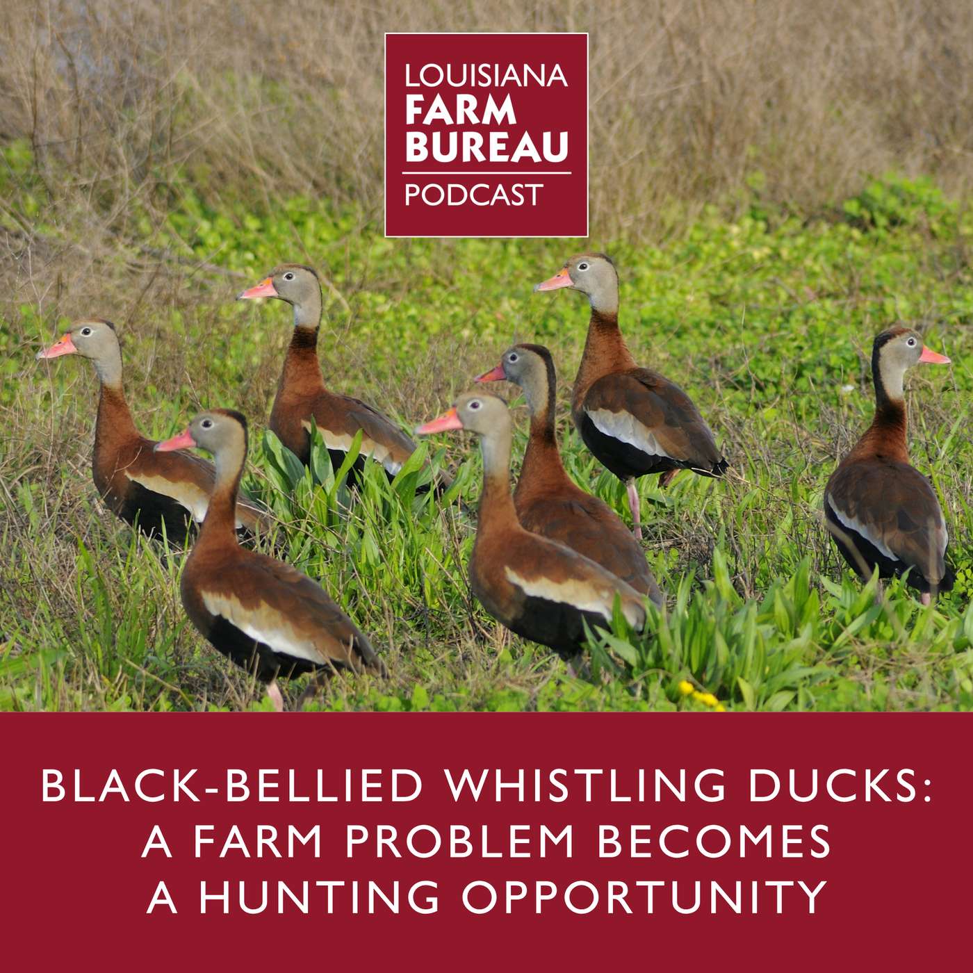 Black-Bellied Whistling Ducks: A Farm Problem Becomes a Hunting Opportunity
