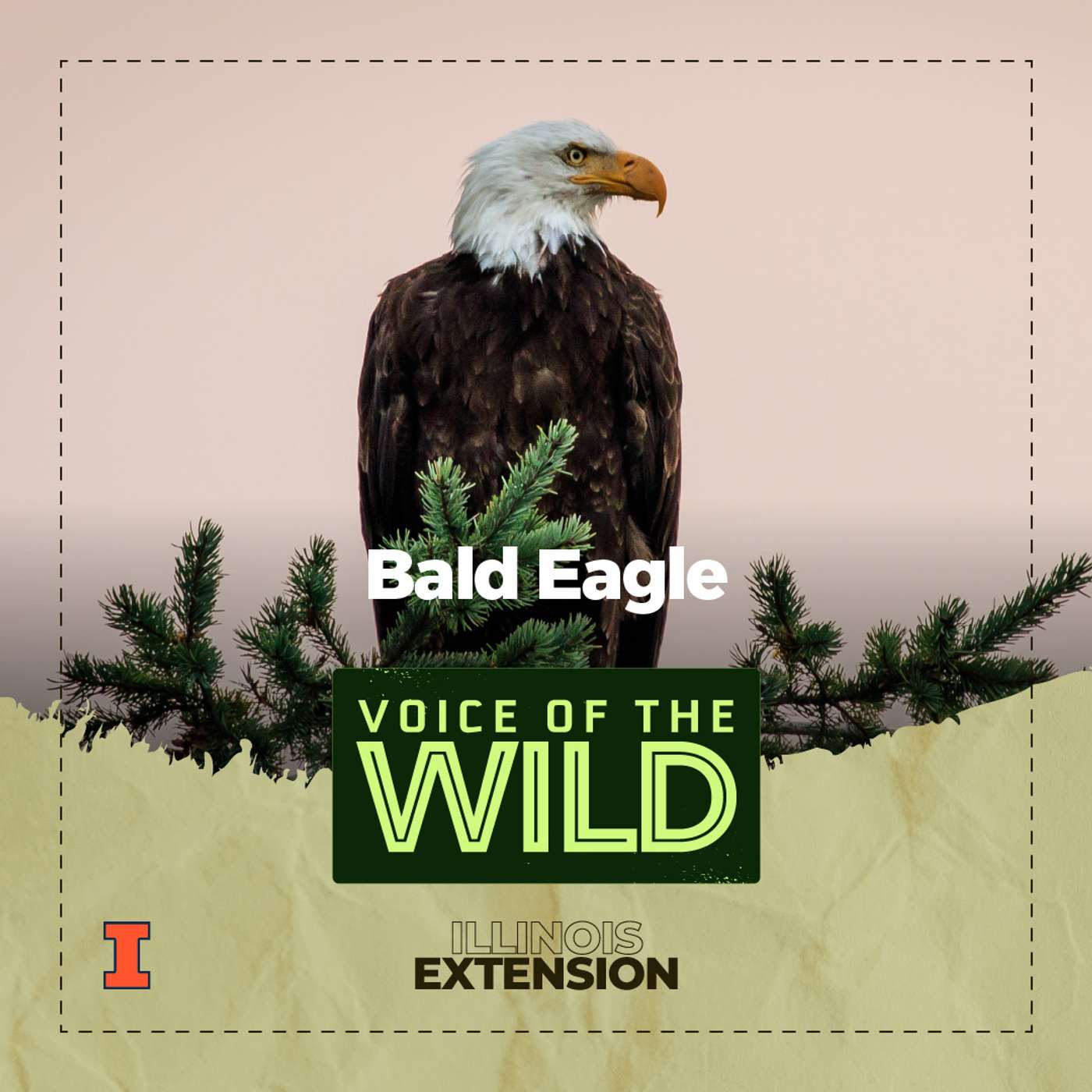 Episode 62: Bald Eagle – Voice of the Wild episode artwork
