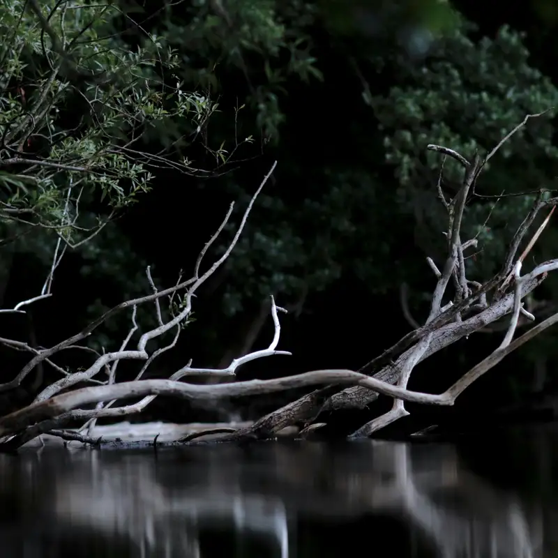 Season 6: Grief Stories, An Interview with our own Carey Borkoski