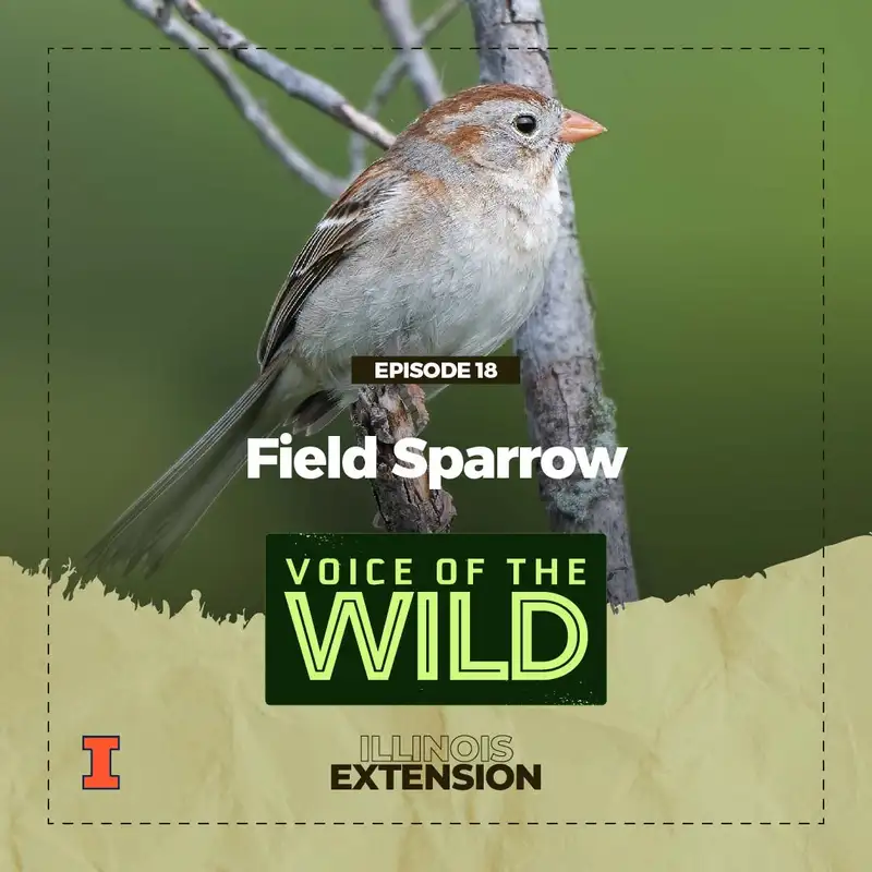 Episode 18: Field Sparrow – Voice of the Wild