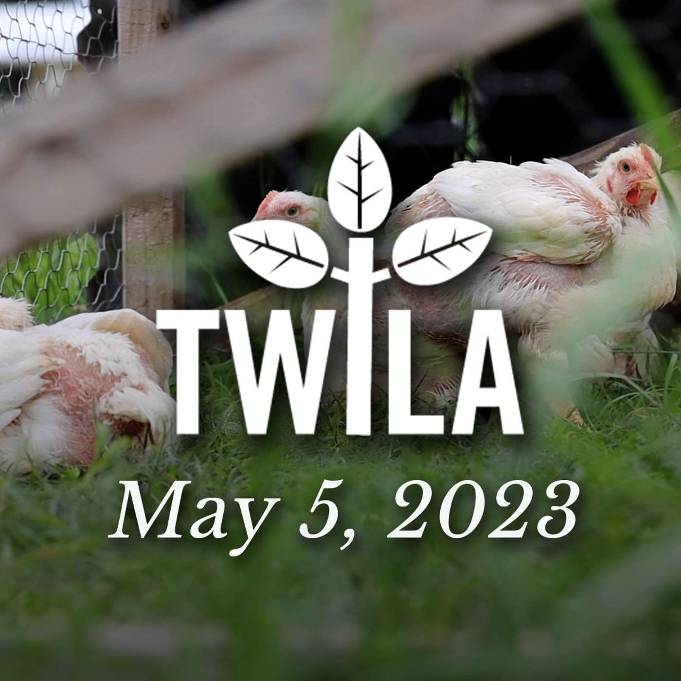 TWILA 5-5-23 episode artwork