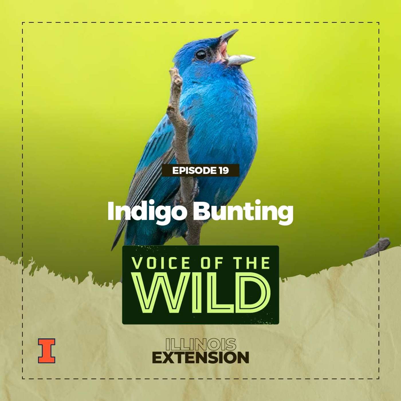 Episode 19: Indigo Bunting – Voice of the Wild episode artwork