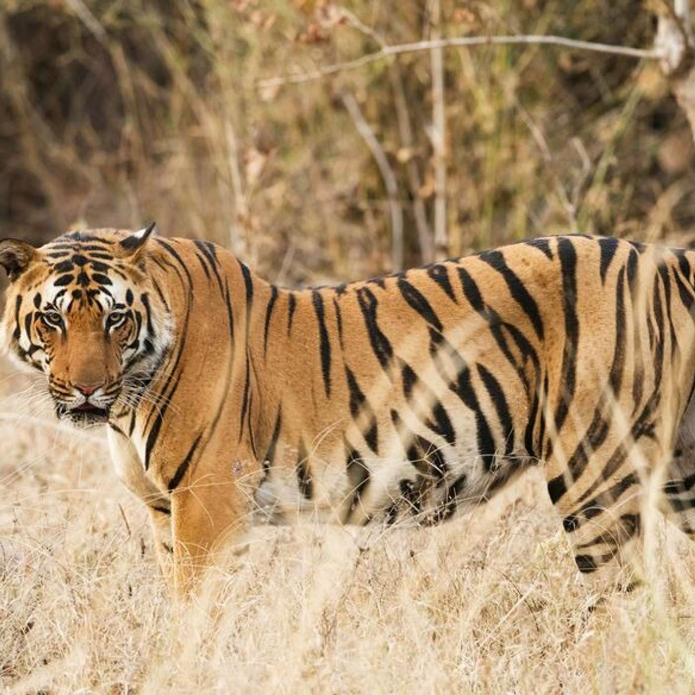 Ranthambore: Legends of the Tiger Kingdom episode artwork