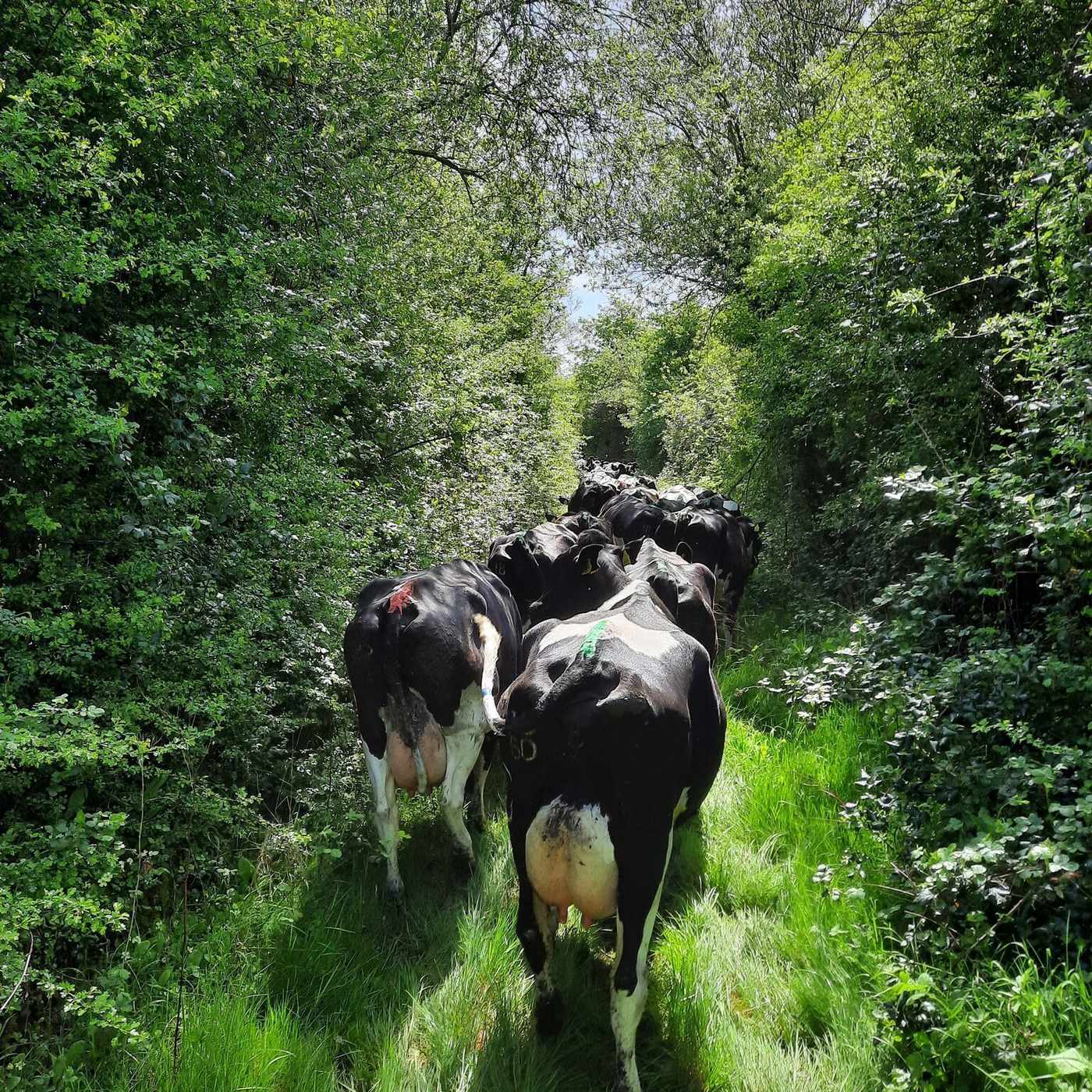 How Liam Brophy’s home farm converted from drystock to dairy