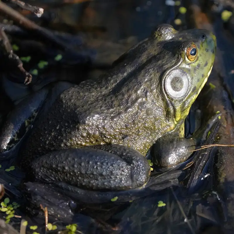 Ribit, working to eliminate invasive bullfrogs in Comox Valley 