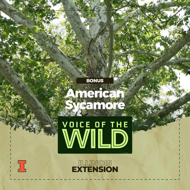 Bonus: American Sycamore – Voice of the Wild