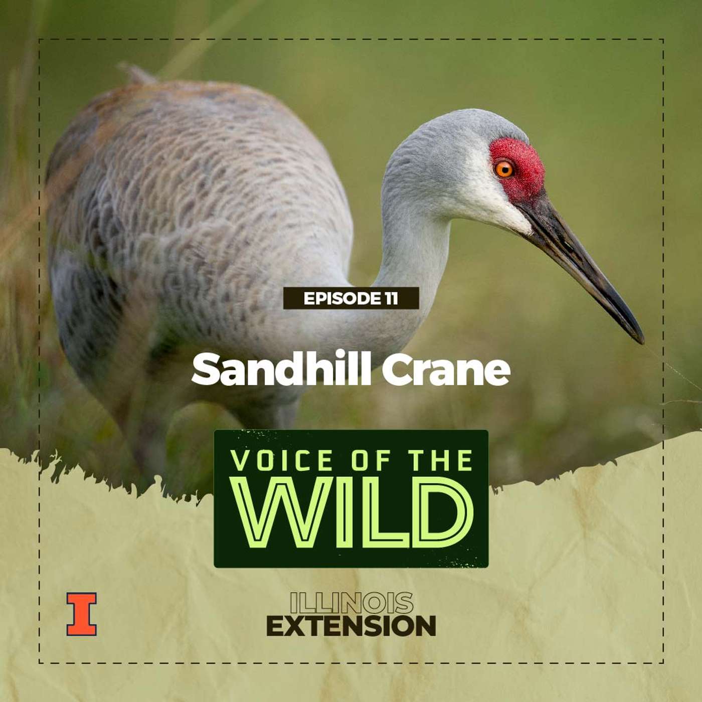 Episode 11: Sandhill Crane – Voice of the Wild episode artwork