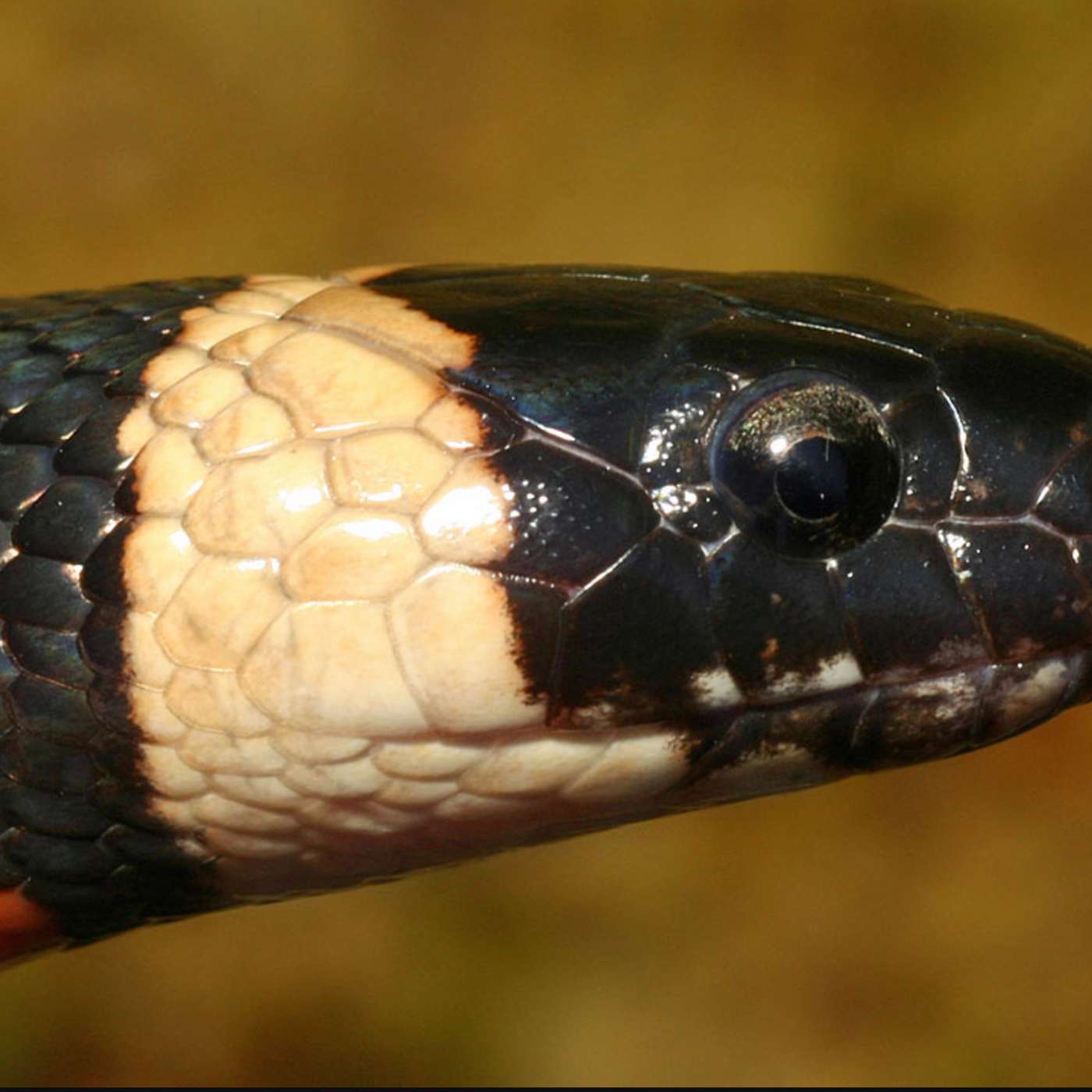 California Mountain Kingsnake