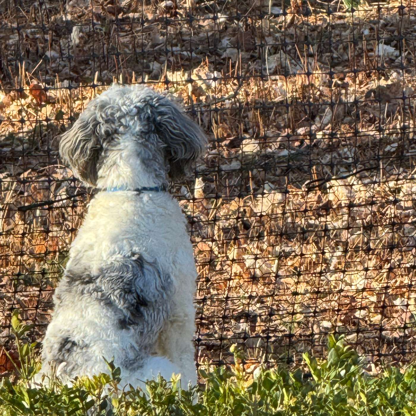 When One Dog Loses Another: Helping Your Dog Through Grief