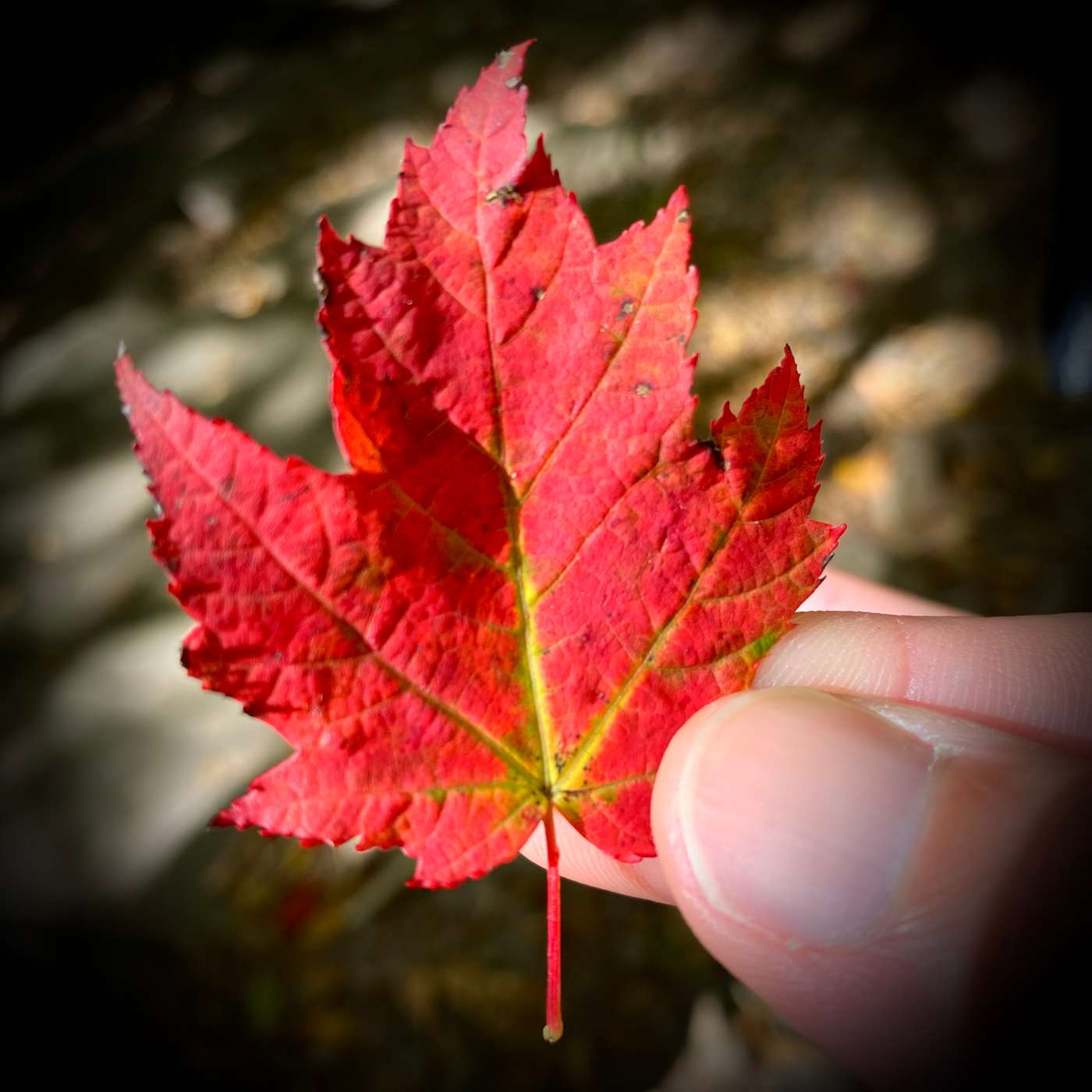 Fall Foliage in the Catskills: Leaf Peeping with the Locals