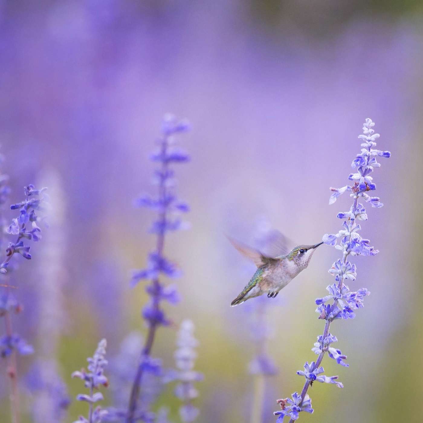Come Little Hummingbird - Sweet - Innocent - Uplifting Harp episode artwork