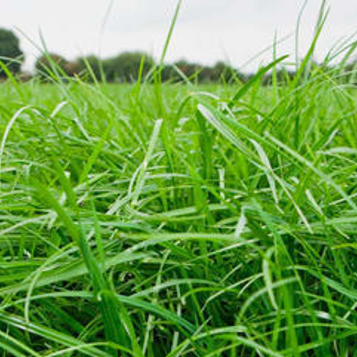 The current grassland situation on farm and a look at future growth rate predictions