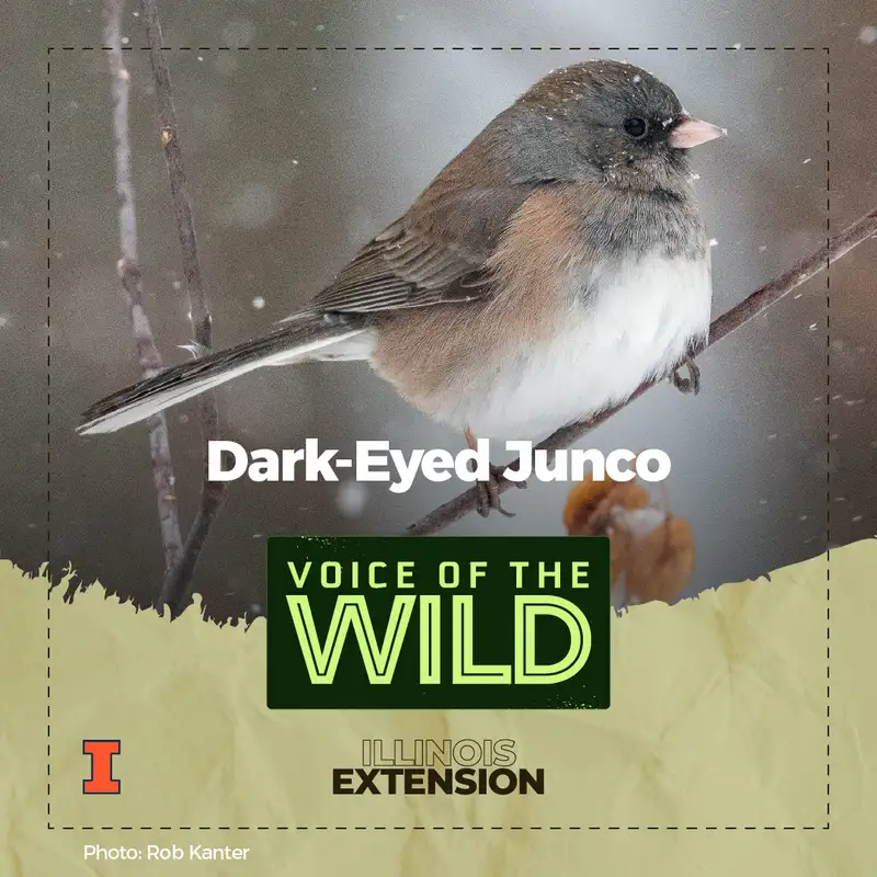 Episode 30: Dark-Eyed Junco – Voice of the Wild