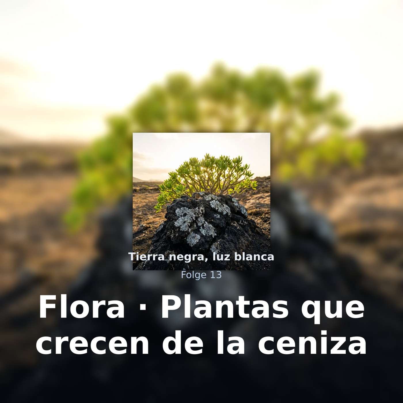 Tierra negra, luz blanca