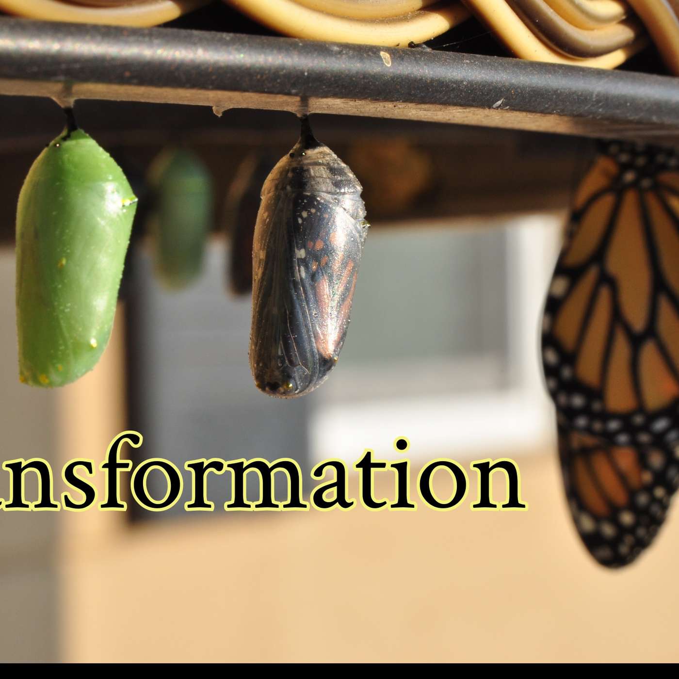 Mass Psychosis Formation: How Societies Descend into Collective Delusion