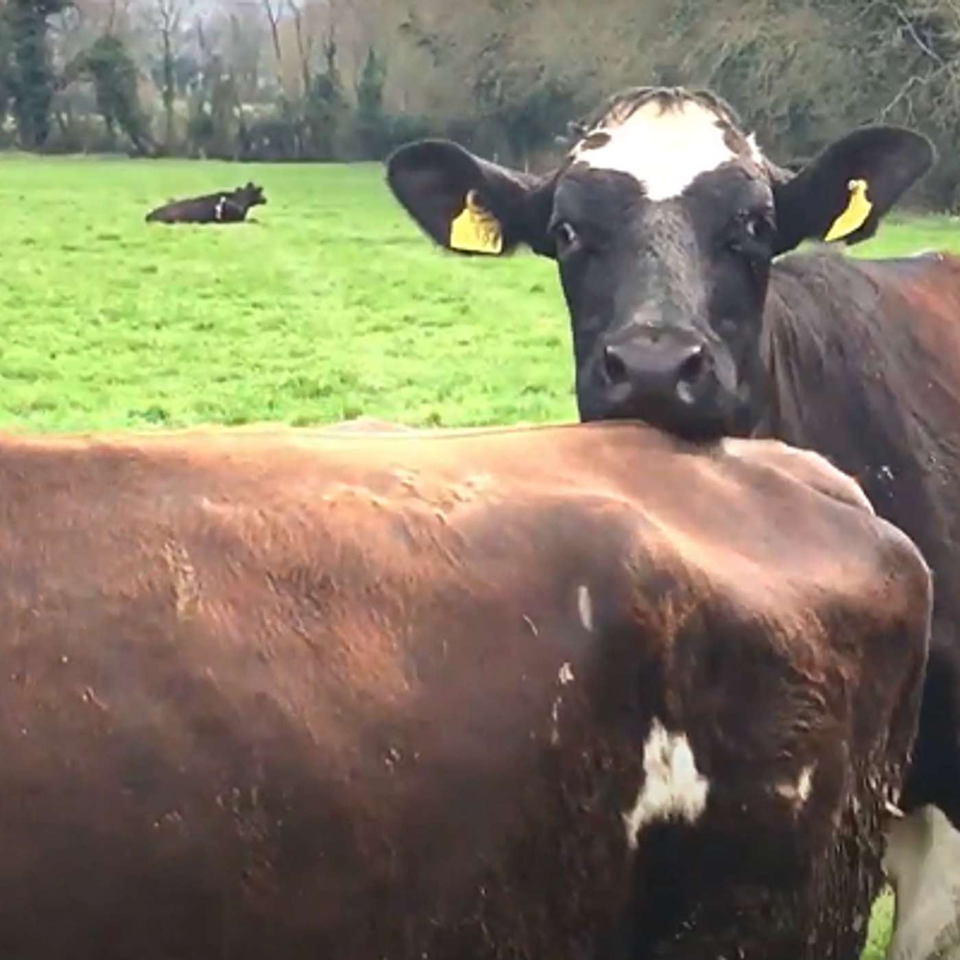 Bull choice for late breeding