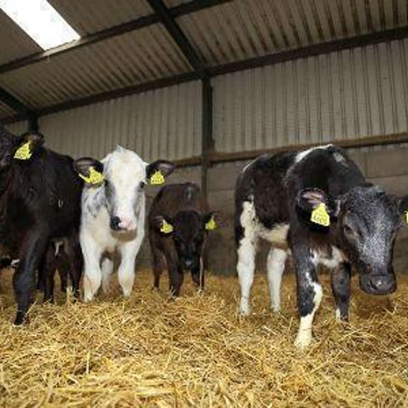 Minimising the workload on your farm this spring