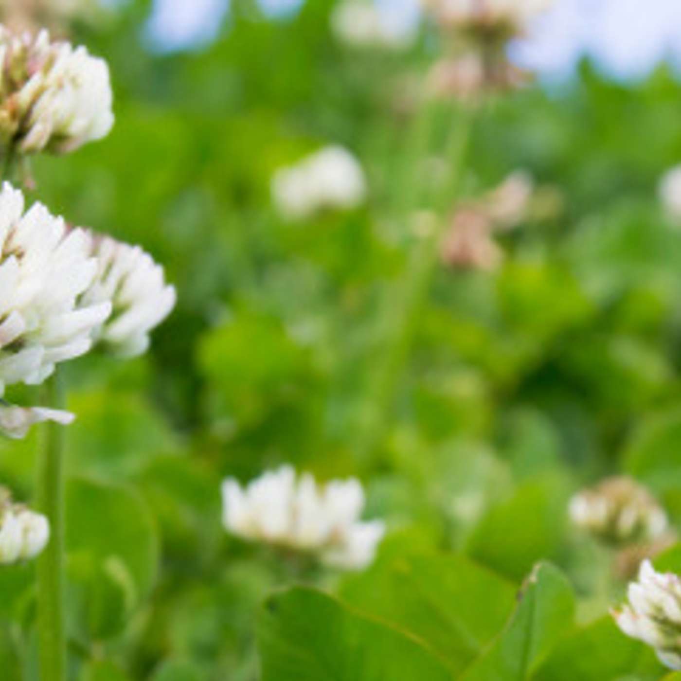 Incorporating white clover into grassland swards