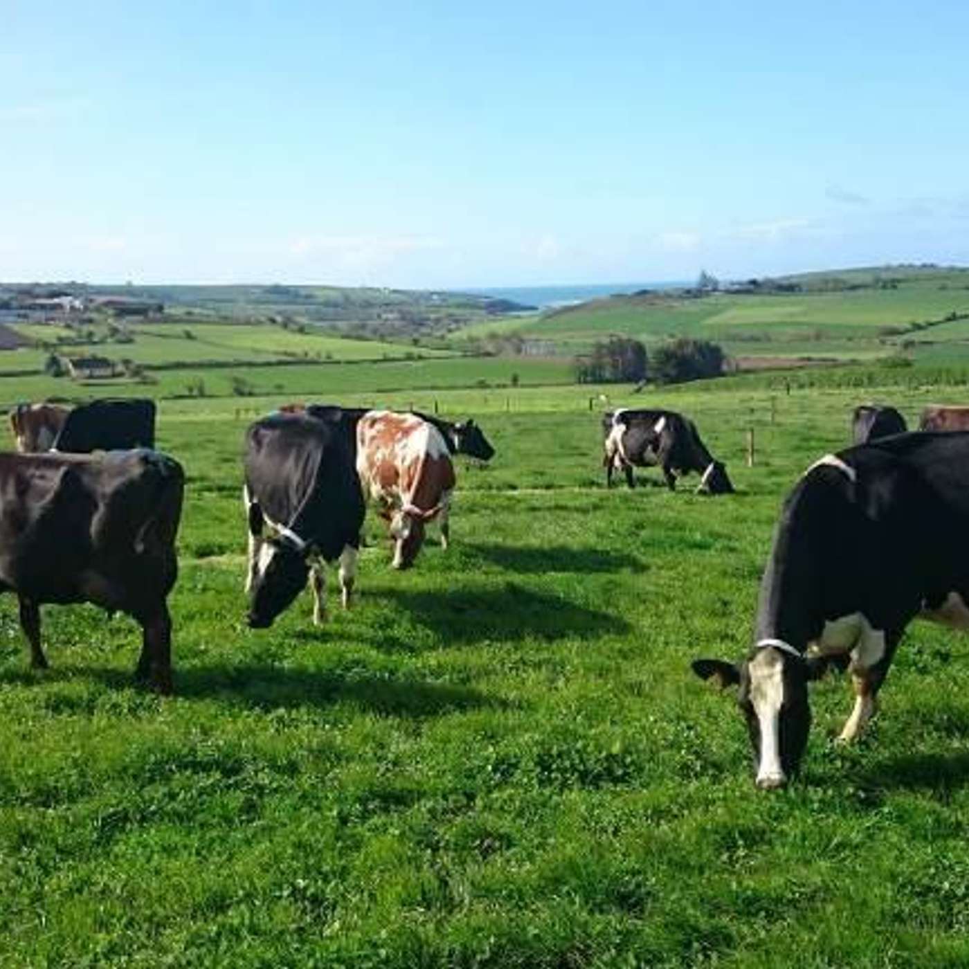 After a tough spring, how to get cows fit for breeding