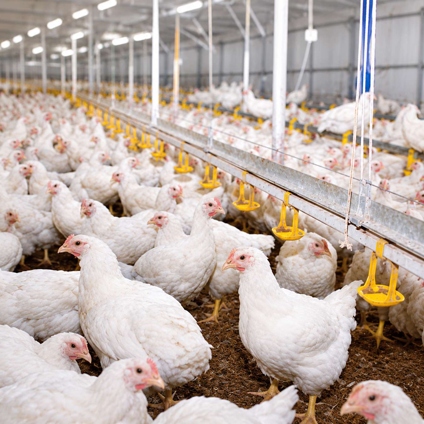 BroilerNet: best practices on broiler farms across Europe episode artwork