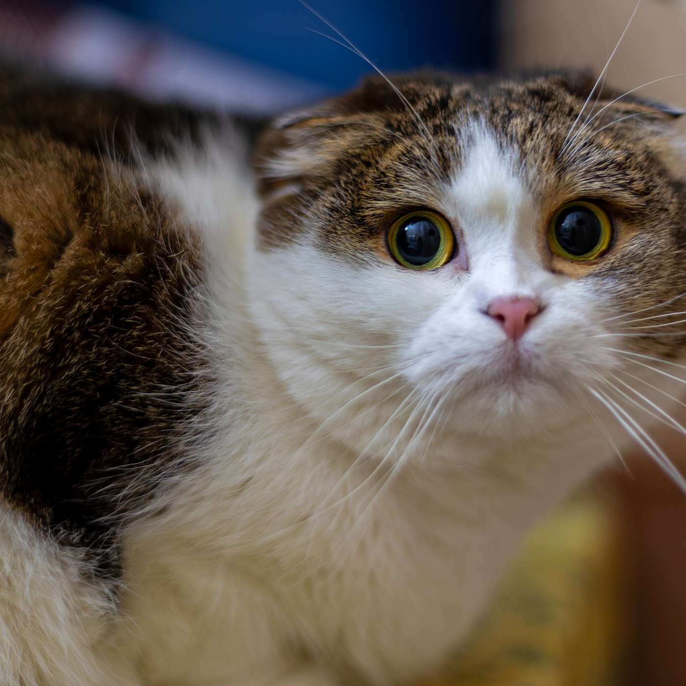 Why Calm is Health: How Stress Leads to Illness in Animals