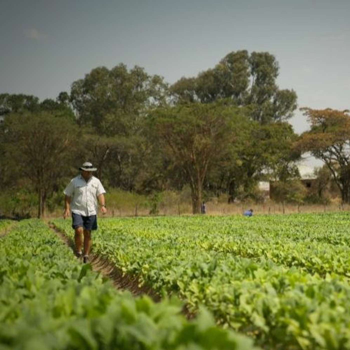 Zimbabwe to Return Land Seized From Foreign Farmers (02.09.2020)