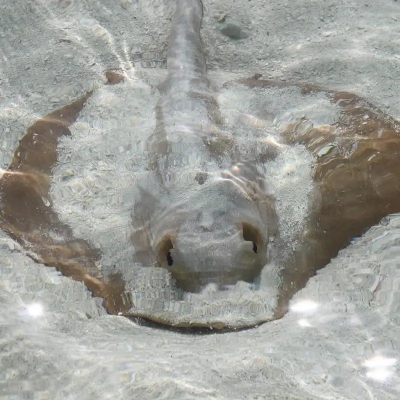 Interview: Stepping on a Stingray