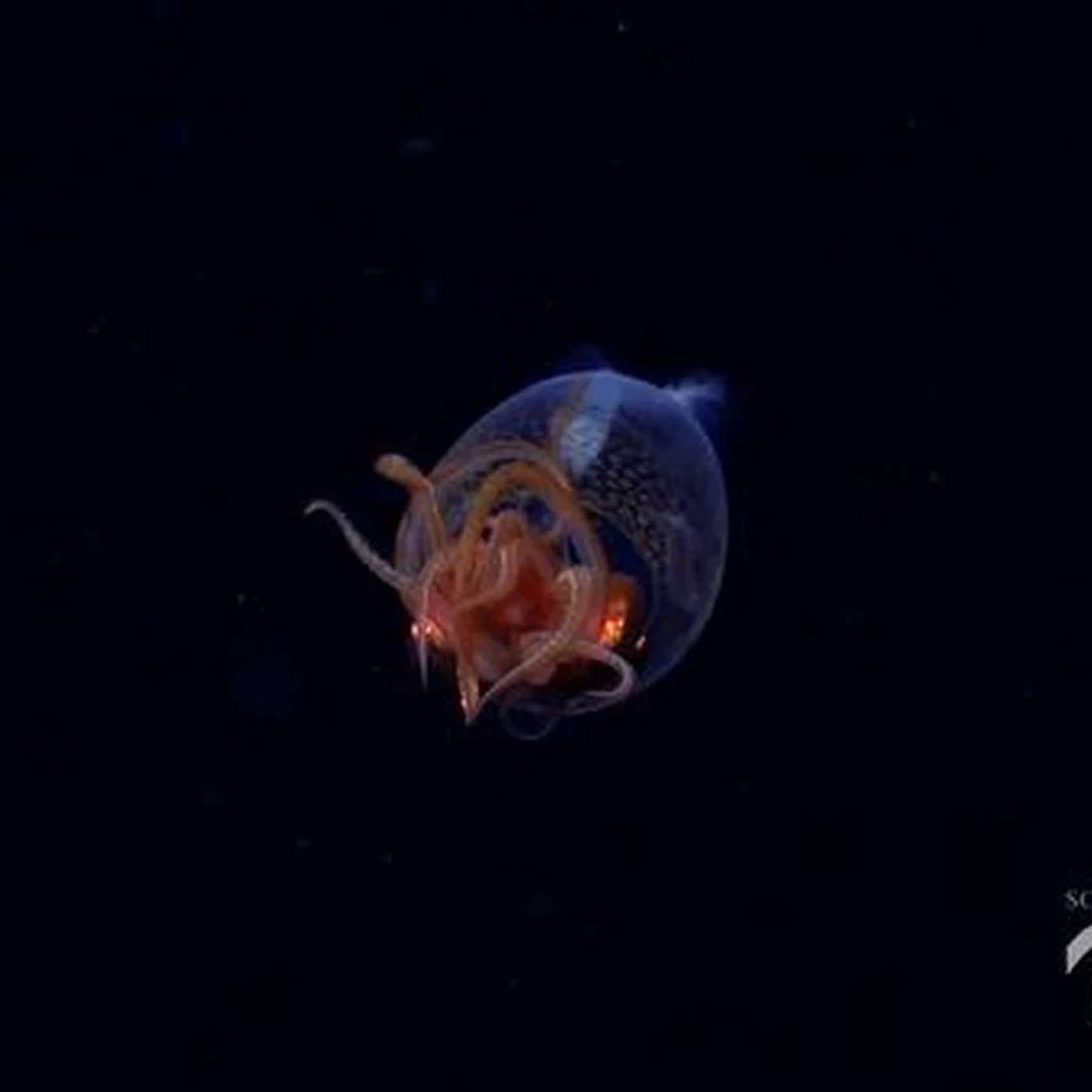 Juvenile Colossal Squid Captured Live, James Webb Hints at Life, EMA Approves Leqembi for Alzheimer's, Study Traces Earth's Water Origins, and more...