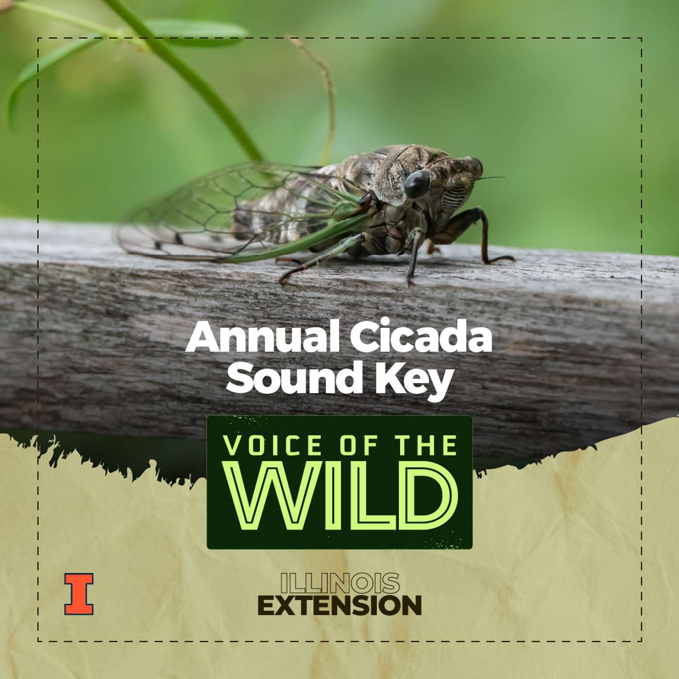 Episode 67: Sound Key to Common Annual Cicadas – Voice of the Wild