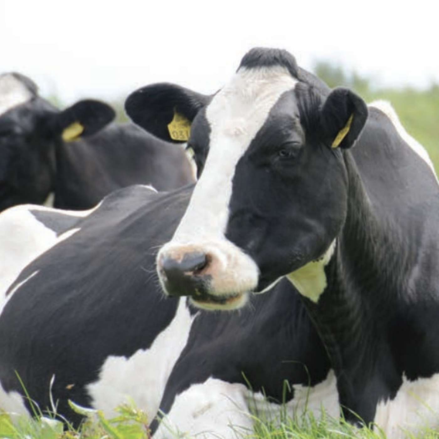The productivity and financial gain from dairy cross-breeding