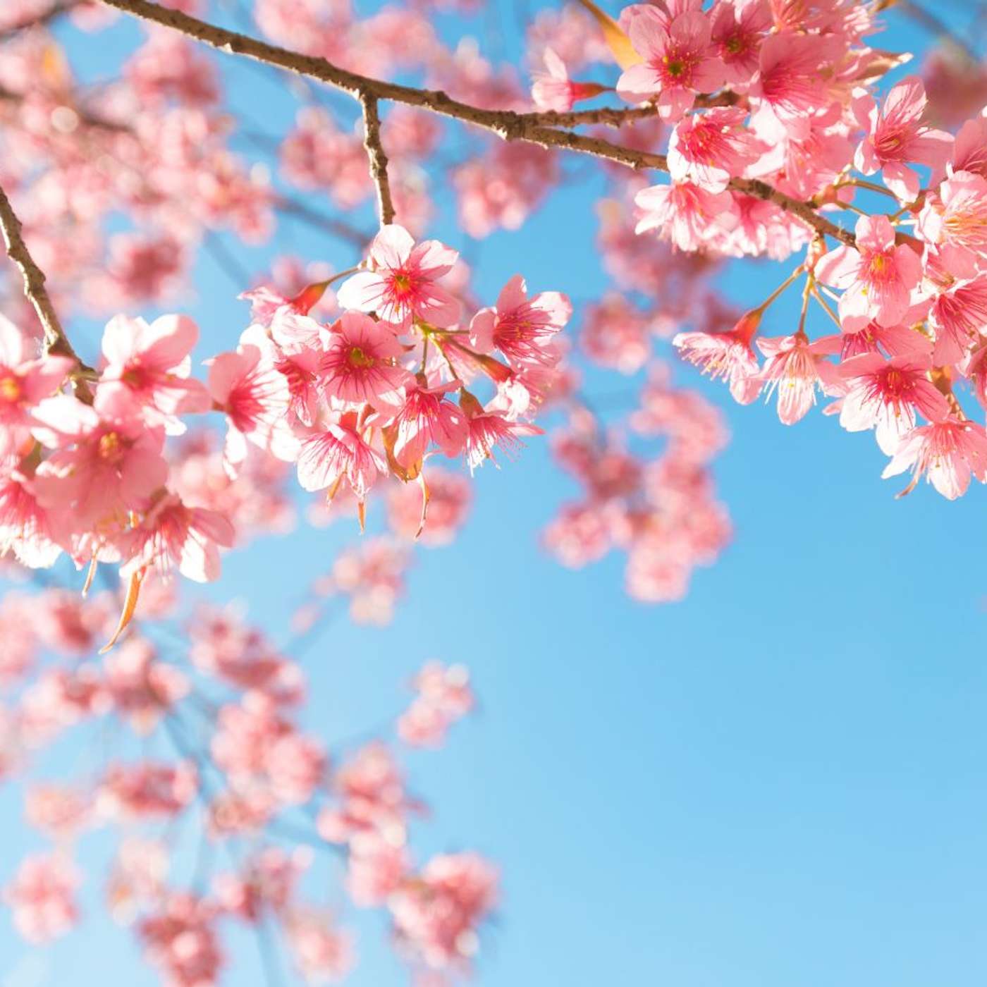 Karmels hage på St Rita Radio