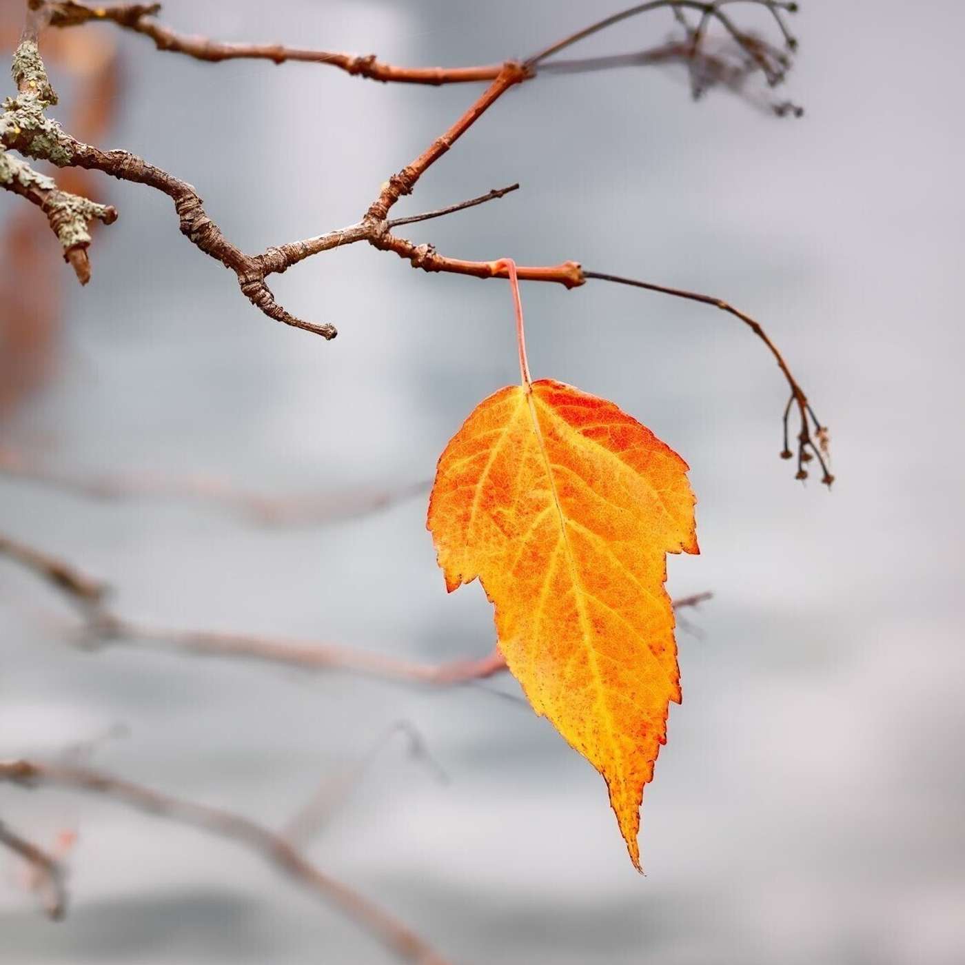 THE LAST LEAF by O. Henry