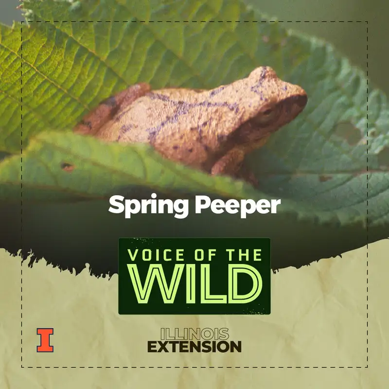 Episode 47: Spring Peeper – Voice of the Wild