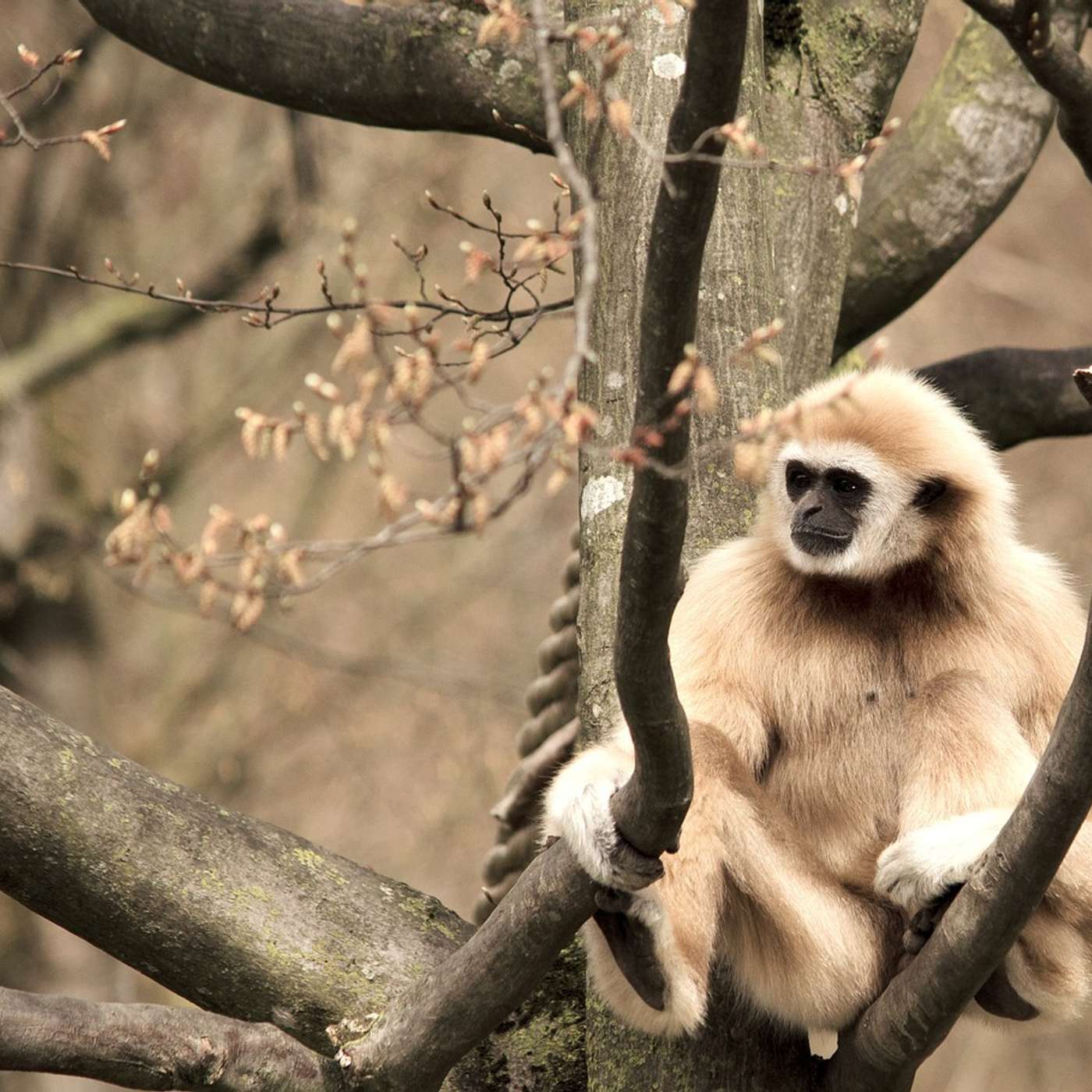 Call of the Hoolock Gibbons: India's only Ape species