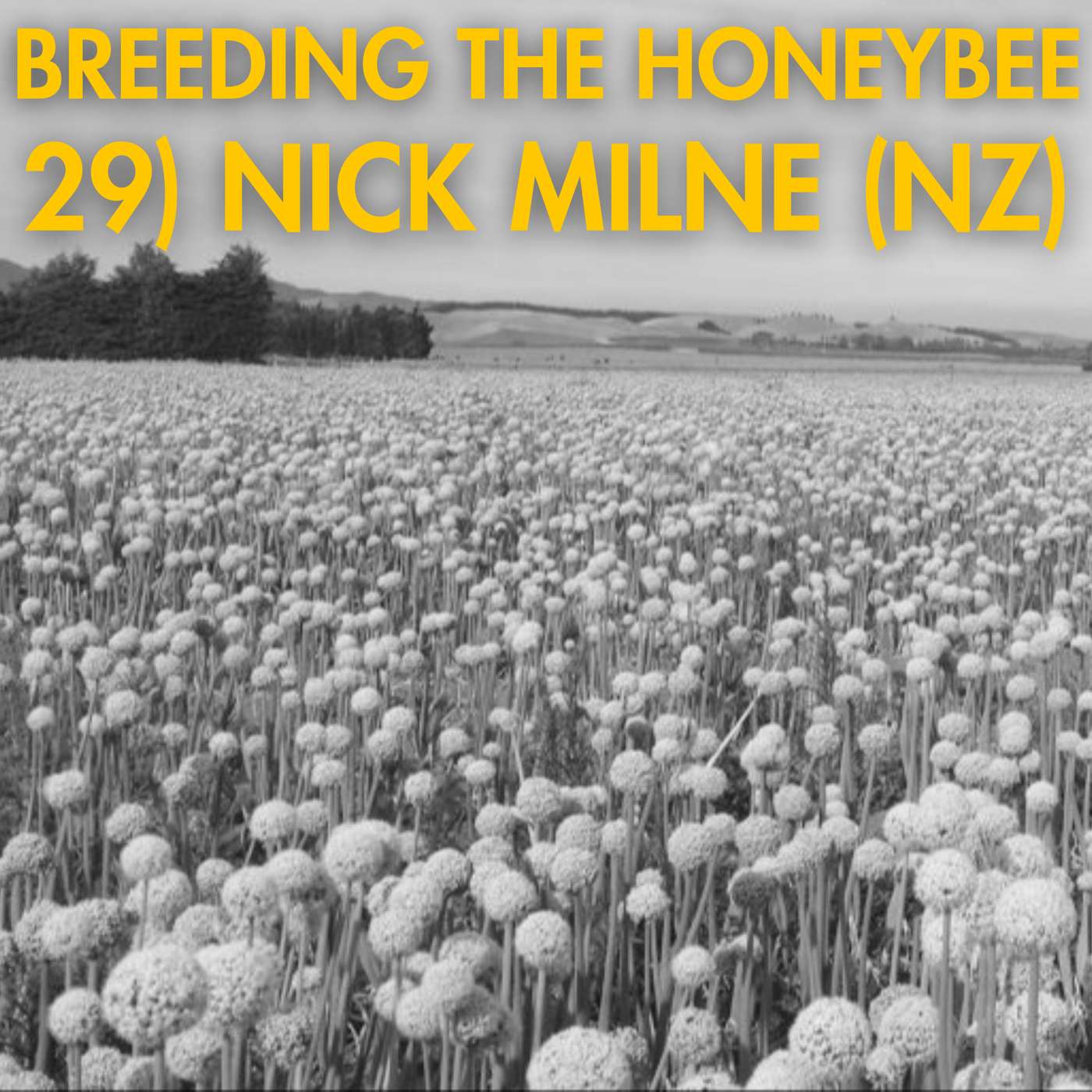 29) Nick Milne (NZ) episode artwork