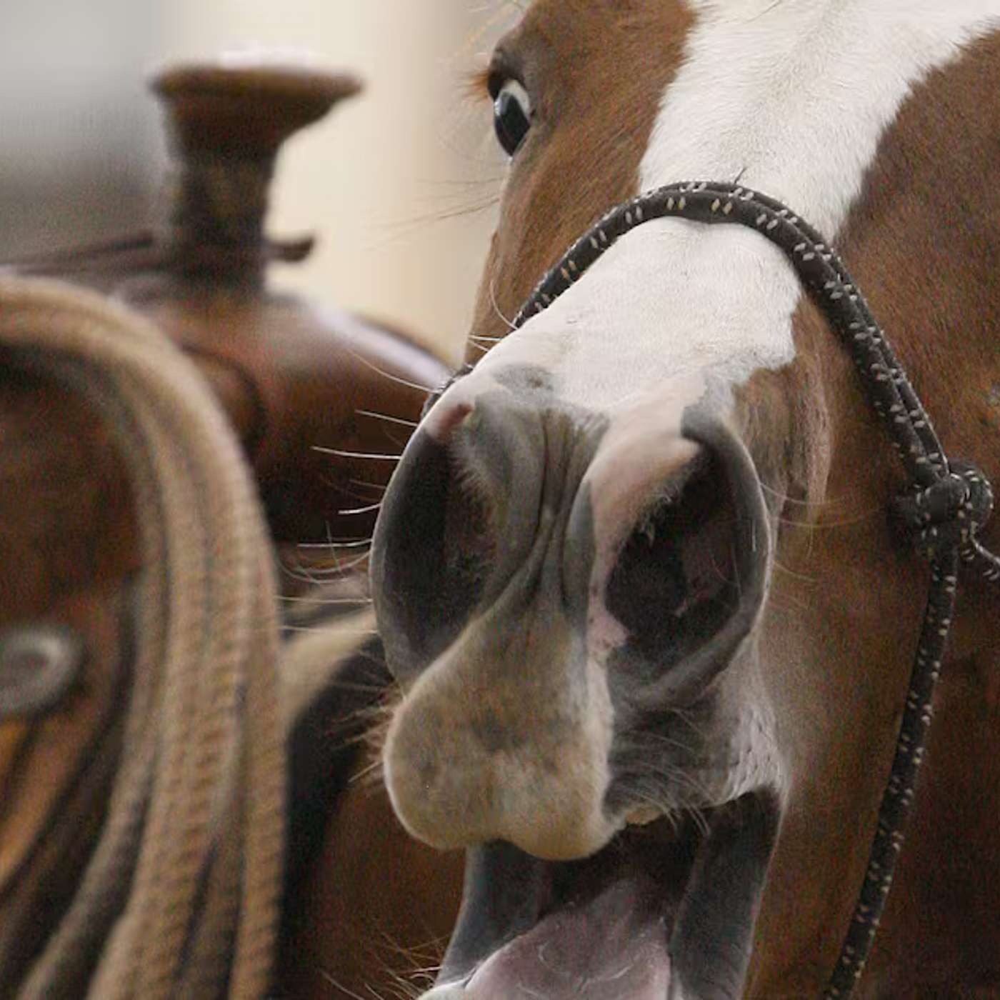 UK Delivers Womb Transplants Women Experience Motherhood, Study Reveals Horse Whinny Dual Mechanism, Lira-cel Spotlight at SCTR 2026, Mental Health Screening Cuts Mortality, and more...