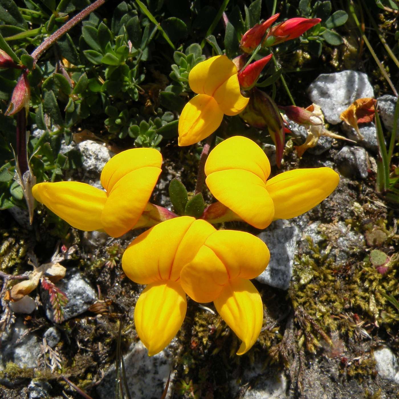 Karmels hage på St Rita Radio