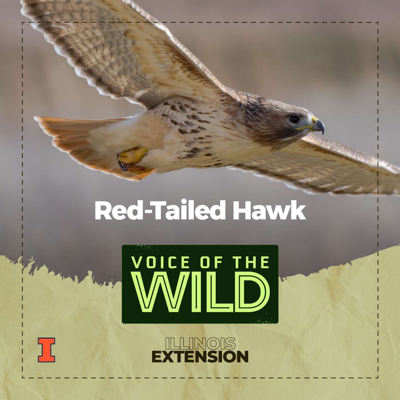 Episode 36: Red-Tailed Hawk – Voice of the Wild episode artwork