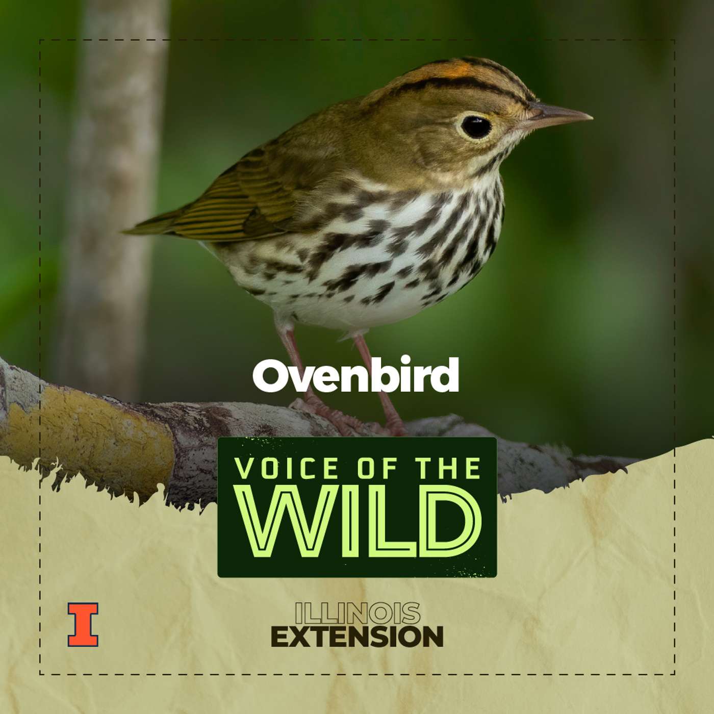 Episode 54: Ovenbird – Voice of the Wild episode artwork