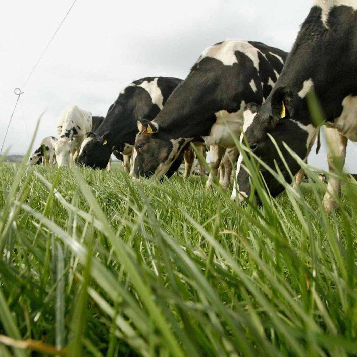 Grassland Management Tips