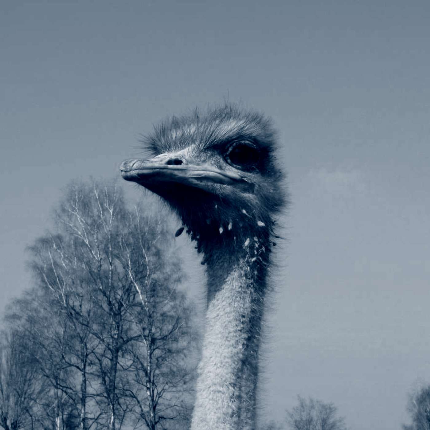 Chiemgau kulinarisch - Der Food-Podcast aus dem Voralpenland