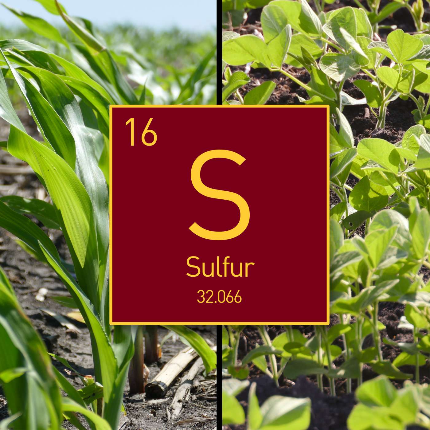Sulfur management: In-season, source, carryover, soybean & more Sulfur management: In-season, source, carryover, soybean & more