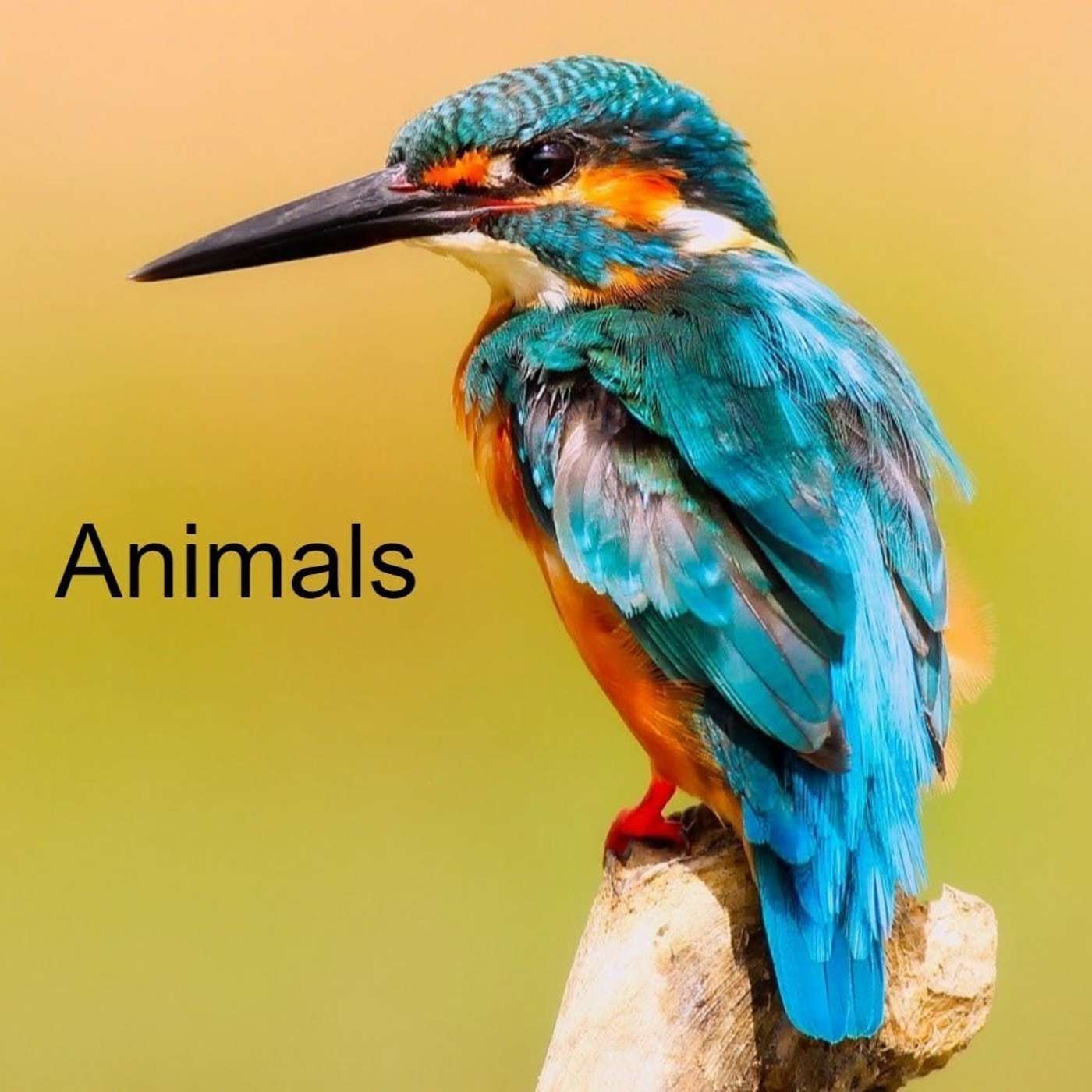 Nature and Science 4 Kids