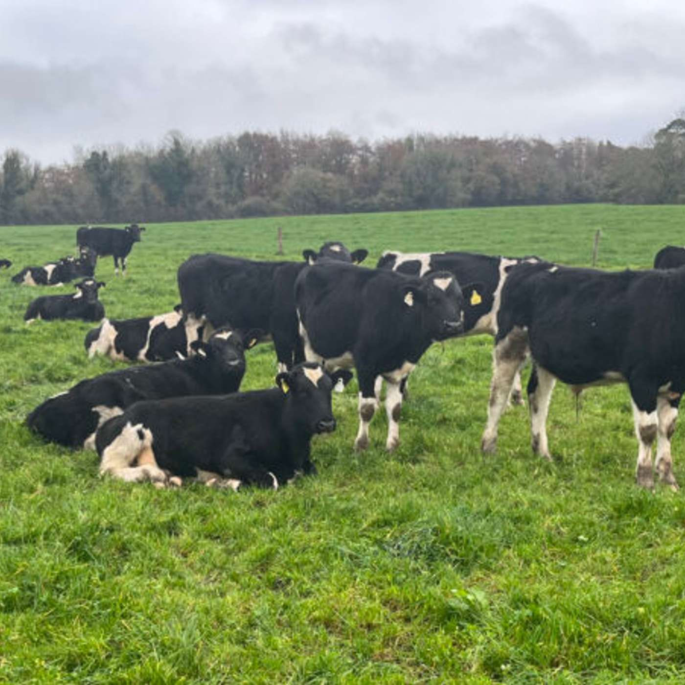 DairyBeef 500 farmer, Peter O'Hanrahan, explains his farm system DairyBeef 500 farmer, Peter O'Hanrahan, explains his farm system