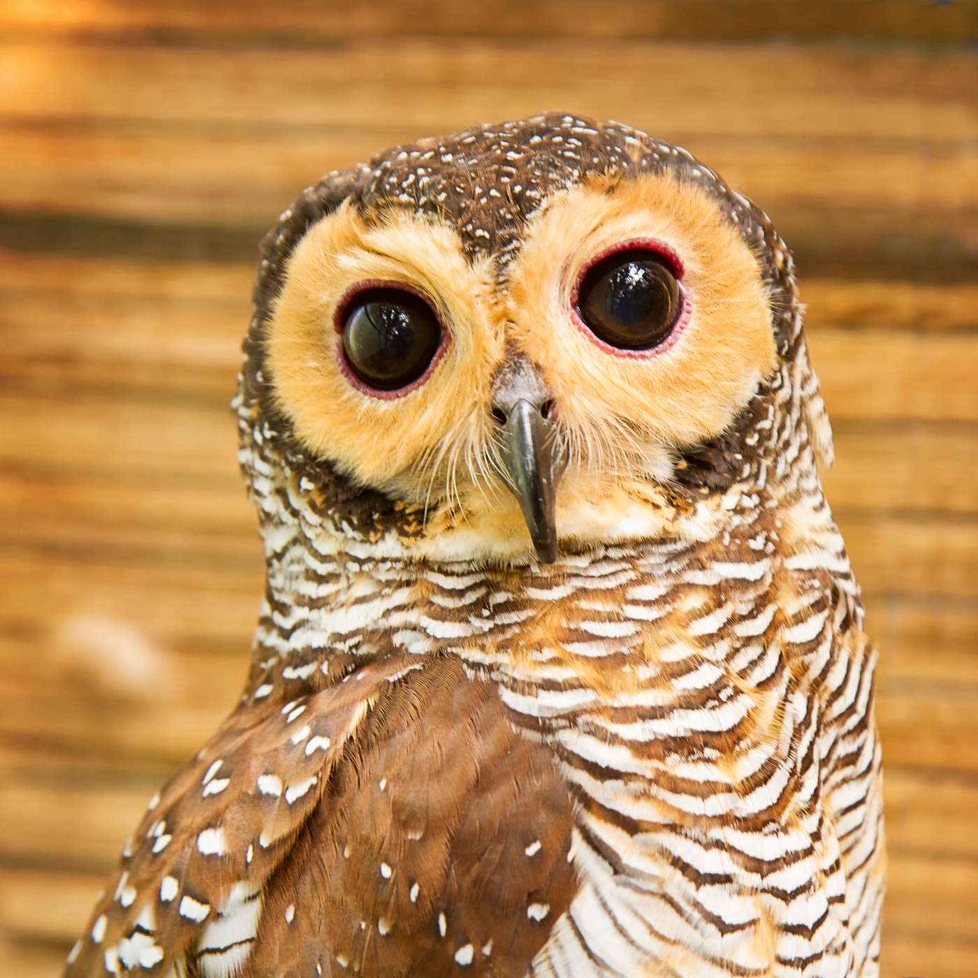 Saving the Spotted Owl