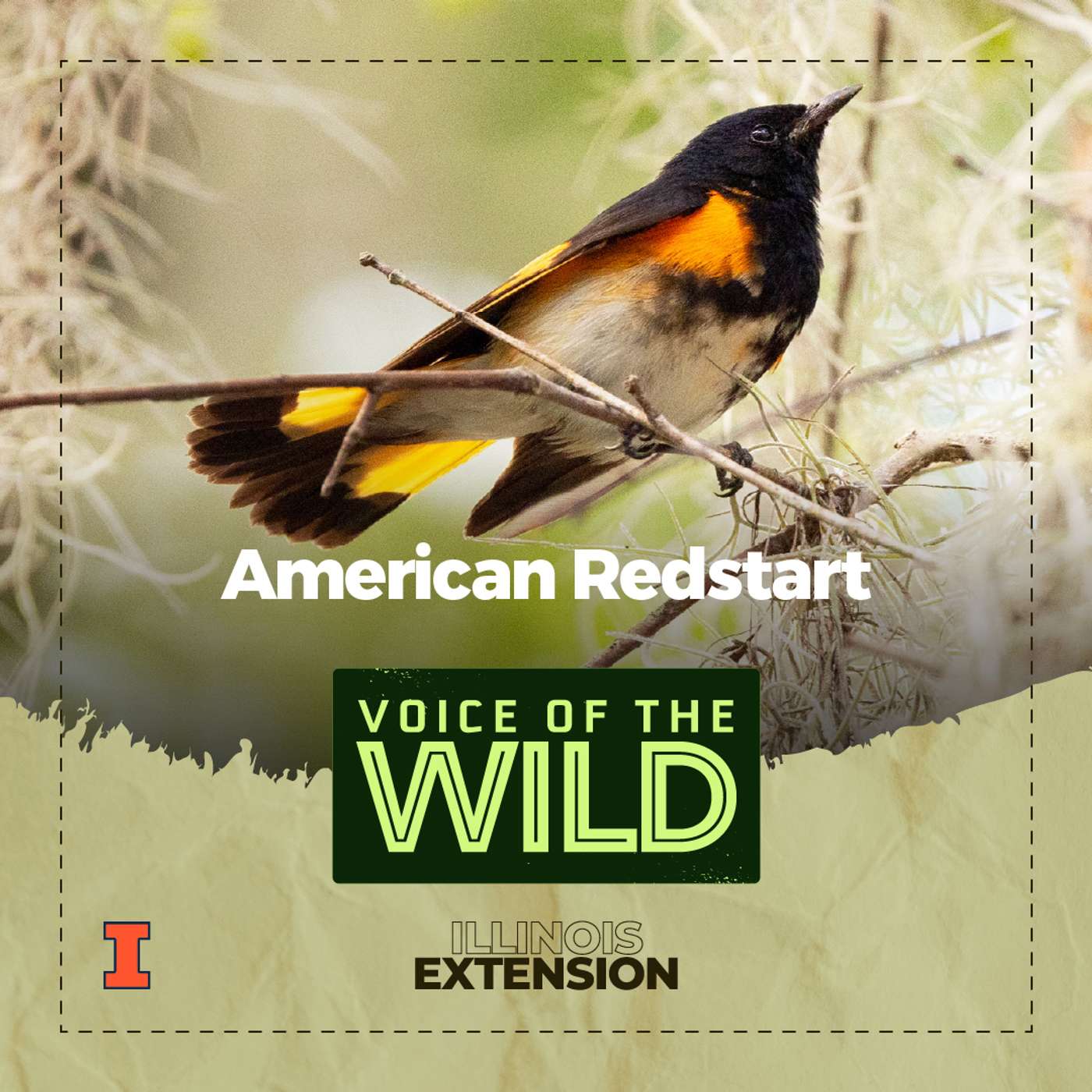 Episode 104: American Redstart – Voice of the Wild — Voice of the Wild cover