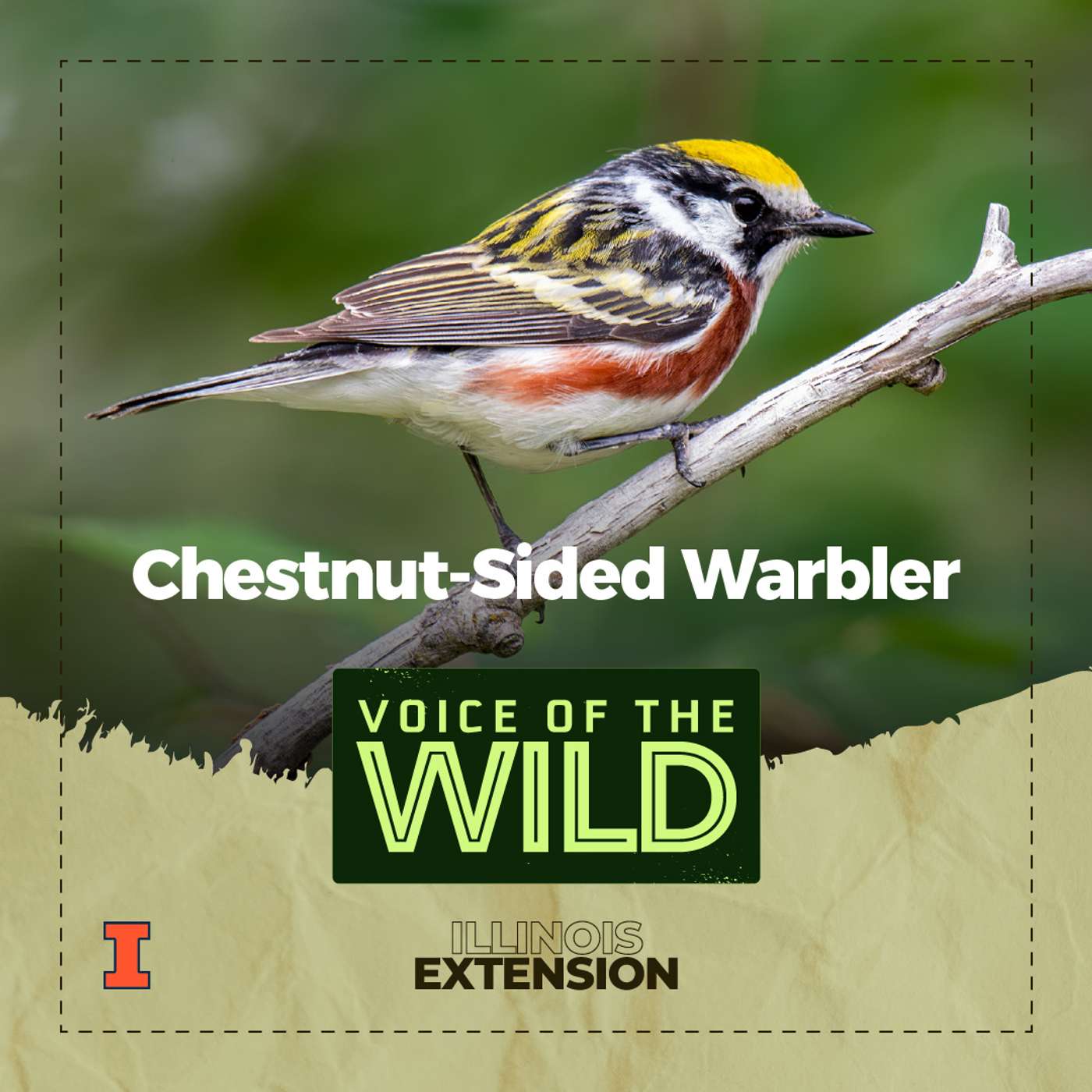 Episode 53: Chestnut-Sided Warbler – Voice of the Wild episode artwork