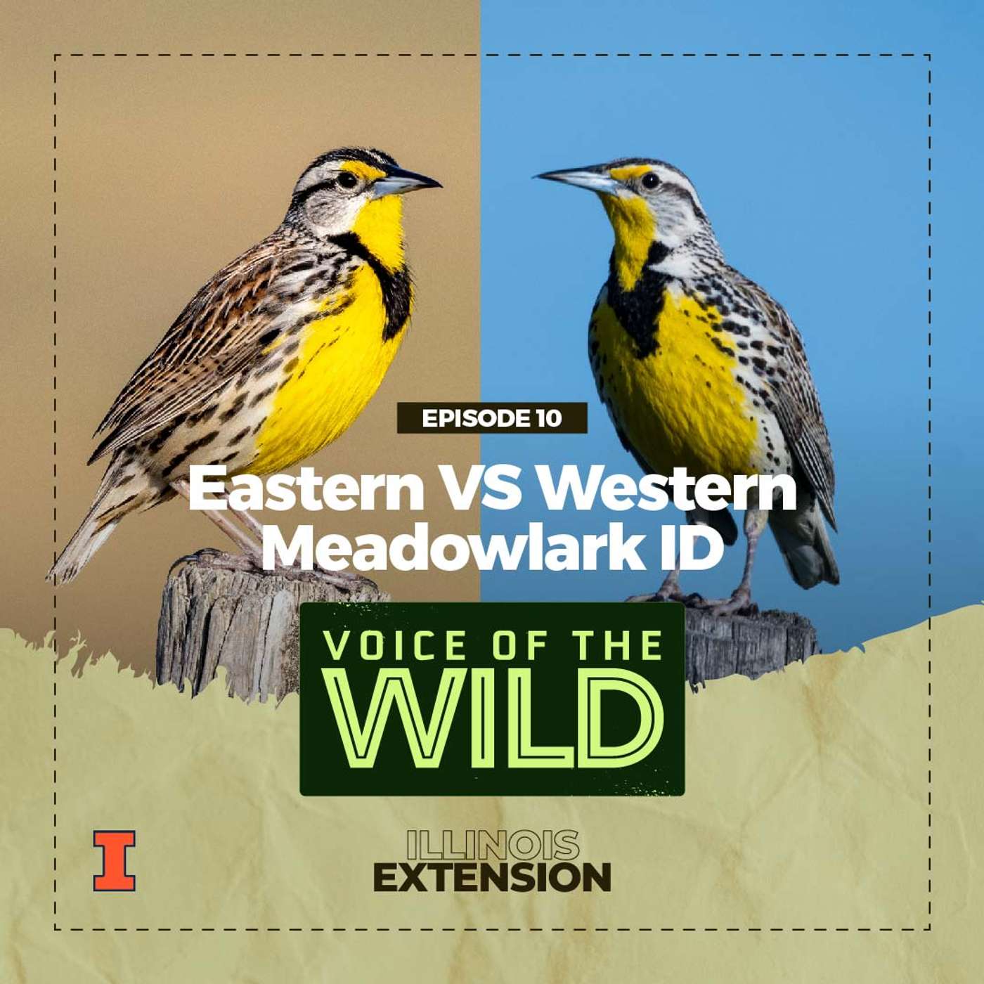 Episode 10: Eastern VS Western Meadowlark ID – Voice of the Wild episode artwork