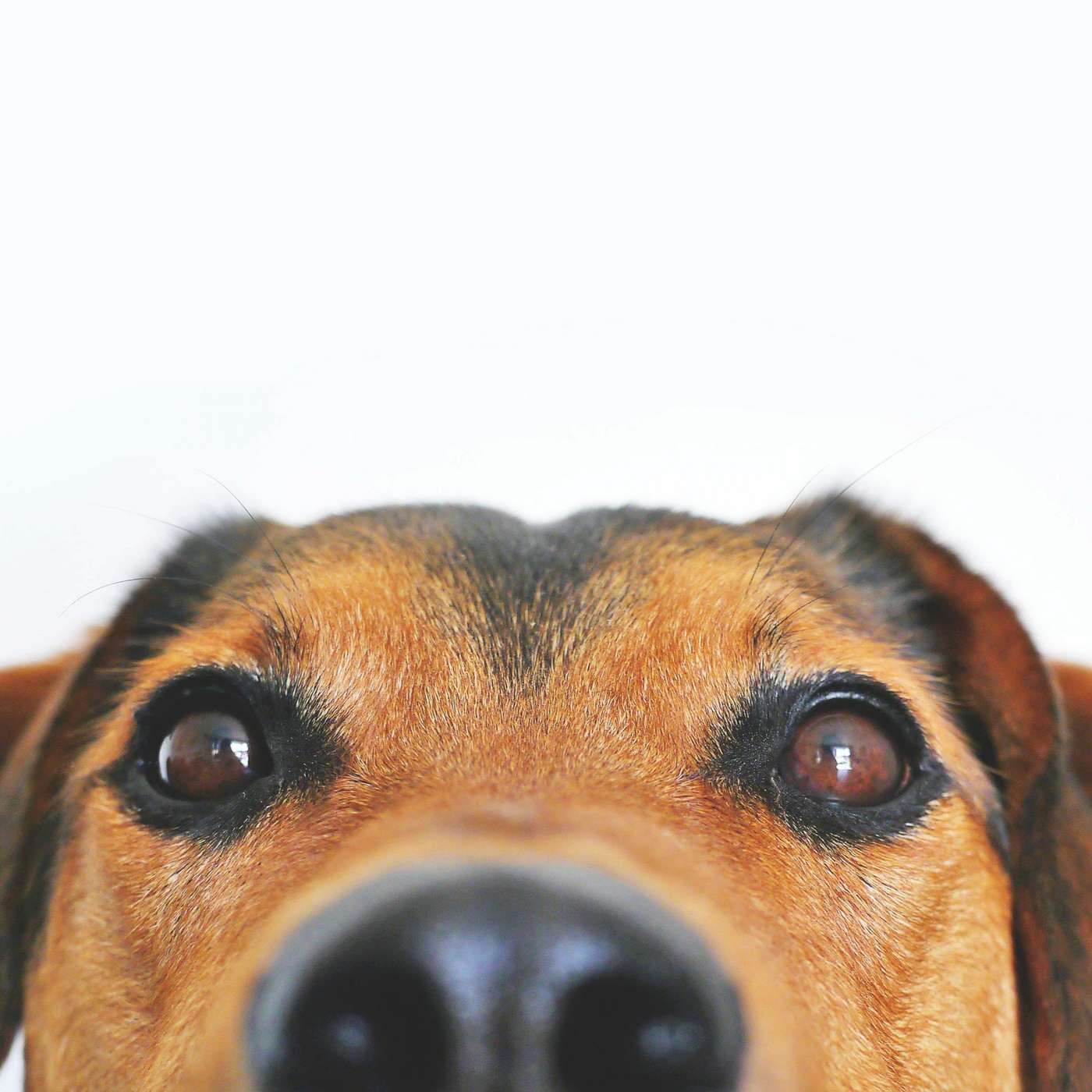 Siste Nytt Om Hundesykdommen episode artwork